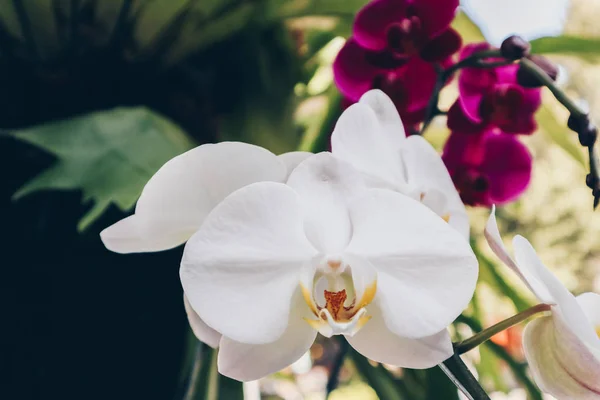 White Orchid. The plant of moon phalaenopsis featuring orchid moon phalaenopsis white petals. The botanical family of moon phalaenopsis is orchidaceae