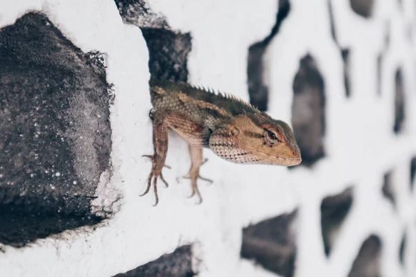 브론초셀라 주바타 도마뱀 벙글론 수라이 벙글론 론독은 벽돌에 숨깁니다 인도네시아에서 — 스톡 사진