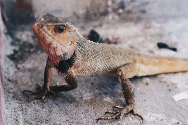 Bronchocela Jubata Maned Forest Lizard Bunglon Surai Bunglon Londok Chão — Fotografia de Stock