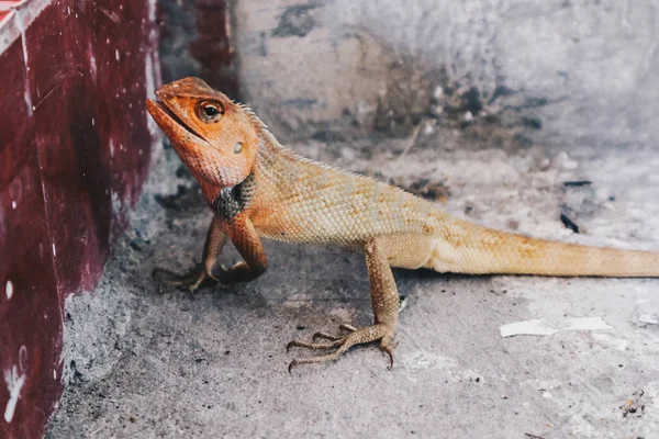 Bronchocela Jubata 또는마 도마뱀 Maned Forest Lizard 수라이 Bunglon Surai — 스톡 사진