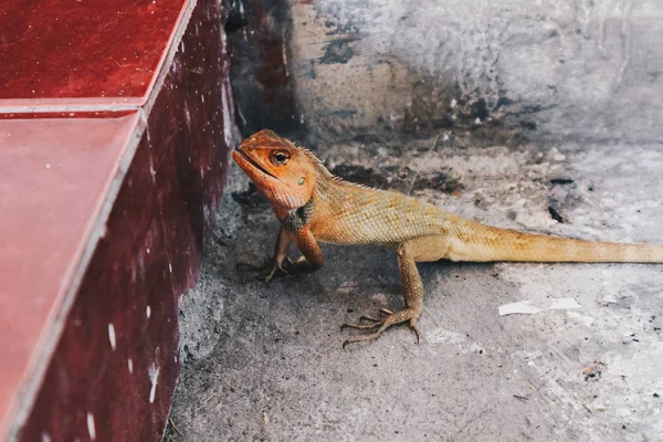 Bronchocela Jubata 또는마 도마뱀 Maned Forest Lizard 수라이 Bunglon Surai — 스톡 사진