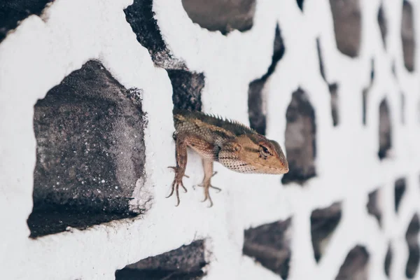 Bronchocela Jubata Maned Forest Lizard Bunglon Surai Bunglon Londok Escondem — Fotografia de Stock