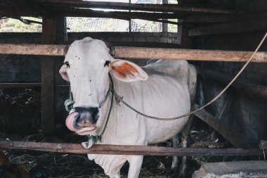 Ongole Crossbred sığır veya Cava İnek - geleneksel çiftlikte Endonezya en büyük sığır, Endonezya. Geleneksel hayvancılık.