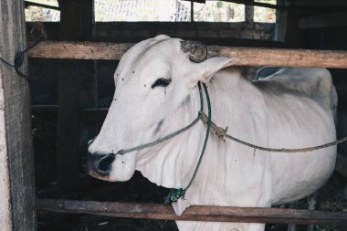 Ongole Crossbred sığır veya Cava İnek - geleneksel çiftlikte Endonezya en büyük sığır, Endonezya. Geleneksel hayvancılık.