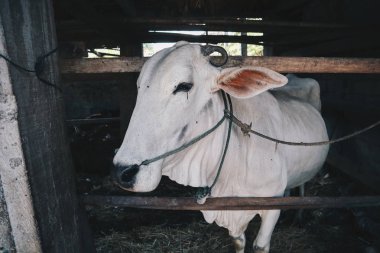 Ongole Crossbred sığır veya Cava İnek - geleneksel çiftlikte Endonezya en büyük sığır, Endonezya. Geleneksel hayvancılık.