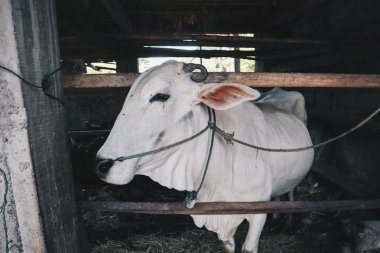 Ongole Crossbred sığır veya Cava İnek - geleneksel çiftlikte Endonezya en büyük sığır, Endonezya. Geleneksel hayvancılık.