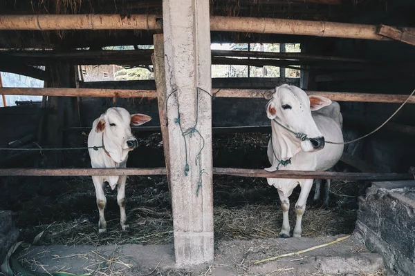 Ongole Crossbred Cattles Atau Sapi Jawa Sapi Terbesar Indonesia Pertanian — Stok Foto