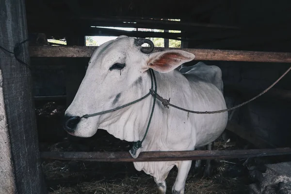 Ongole Crossbred Cattle Javanese Cow Largest Cattle Indonesia Traditional Farm — Stock Photo, Image