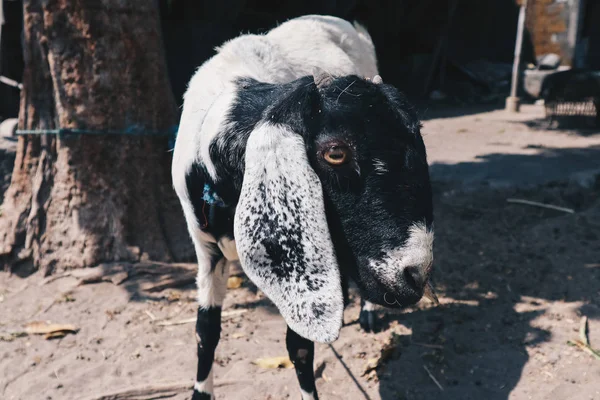 Etawa Goat Capra Aegagrus Hircus Javanese Goat Traditional Farm Java — Stock Photo, Image