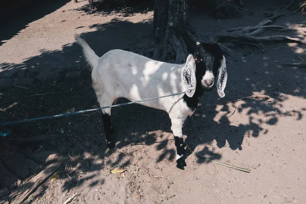 Etawa Goat Capra Aegagrus Hircus Javanese Goat Traditional Farm Java — Stock Photo, Image