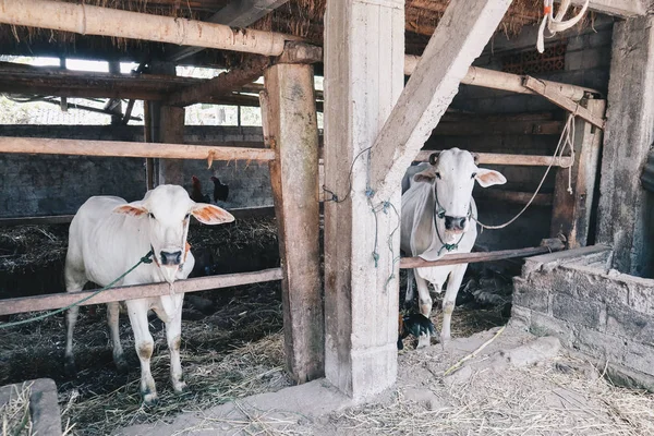 Ongole Crossbred Cattles Atau Sapi Jawa Sapi Terbesar Indonesia Pertanian — Stok Foto
