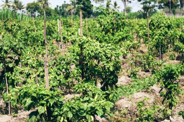 Endonezya Organik biber bahçe, güvenlik gıda.