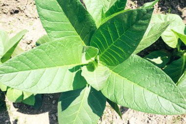 Endonezya'da tarlada genç yeşil tütün tesisleri
