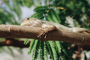 Bronchocela Jubata veya Maned Forest Kertenkele veya Bunglon Surai veya Bunglon veya Londok ağaç üzerinde gizleme. Endonezya'dan yerel kertenkele.