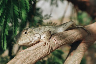 Bronchocela Jubata veya Maned Forest Kertenkele veya Bunglon Surai veya Bunglon veya Londok ağaç üzerinde gizleme. Endonezya'dan yerel kertenkele.