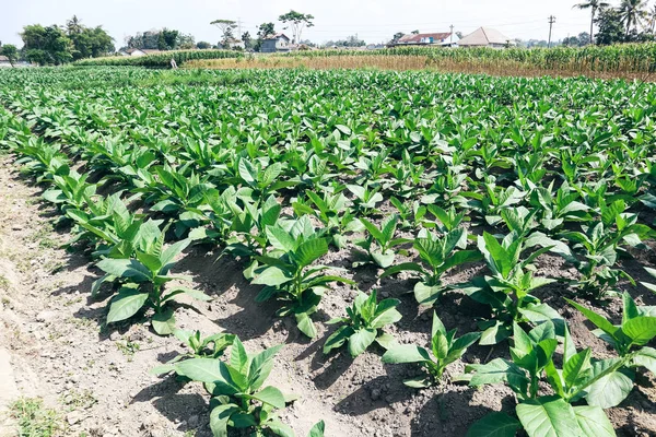 Endonezya'da tarlada genç yeşil tütün tesisleri