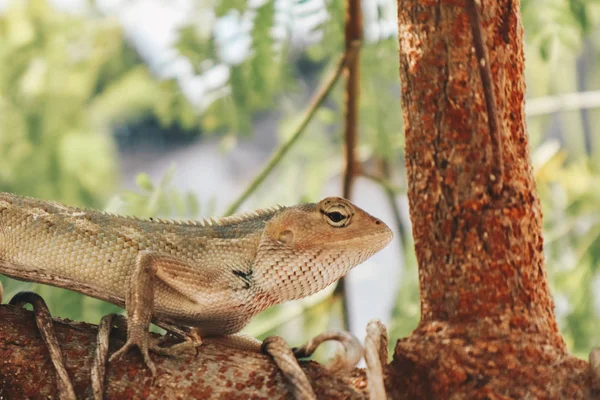 Bronchocela Jubata Maned Forest Lizard Bunglon Surai Bunglon Londok Escondidos — Fotografia de Stock