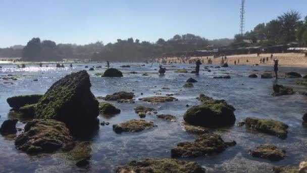 Beach Gunung Kidul Indonesia Daylight People Coral Rocks Green Seaweeds — Stock Video