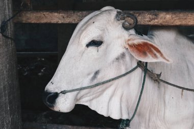 Ongole Crossbred sığır veya Cava İnek - geleneksel çiftlikte Endonezya en büyük sığır, Endonezya. Geleneksel hayvancılık.