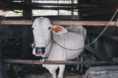 Ongole Crossbred sığır veya Cava İnek - geleneksel çiftlikte Endonezya en büyük sığır, Endonezya. Geleneksel hayvancılık.