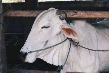 Ongole Crossbred sığır veya Cava İnek - geleneksel çiftlikte Endonezya en büyük sığır, Endonezya. Geleneksel hayvancılık.