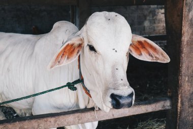 Ongole Crossbred sığır veya Cava İnek - geleneksel çiftlikte Endonezya en büyük sığır, Endonezya. Geleneksel hayvancılık.
