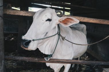 Ongole Crossbred sığır veya Cava İnek - geleneksel çiftlikte Endonezya en büyük sığır, Endonezya. Geleneksel hayvancılık.