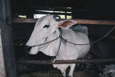 Ongole Crossbred sığır veya Cava İnek - geleneksel çiftlikte Endonezya en büyük sığır, Endonezya. Geleneksel hayvancılık.