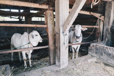 Ongole Crossbred sığır veya Cava İnekleri - geleneksel çiftlikte Endonezya en büyük sığır, Endonezya. Geleneksel hayvancılık.