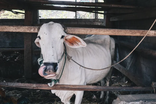 Ongole Crossbred Cattle Javanese Cow Largest Cattle Indonesia Traditional Farm — Stock Photo, Image