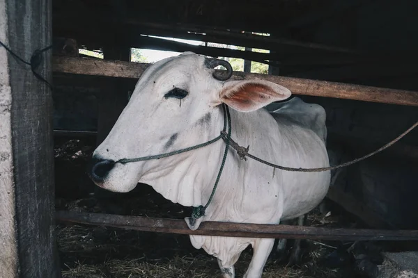 Ongole Crossbred sığır veya Cava İnek - geleneksel çiftlikte Endonezya en büyük sığır, Endonezya. Geleneksel hayvancılık.
