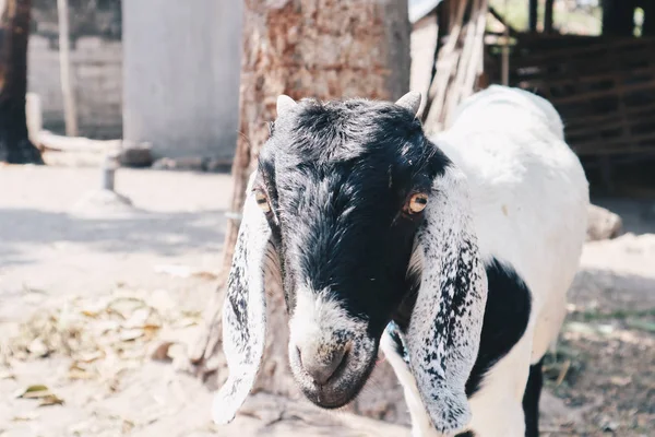 Kambing Etawa Capra Aegagrus Hircus Atau Peternakan Tradisional Kambing Jawa — Stok Foto