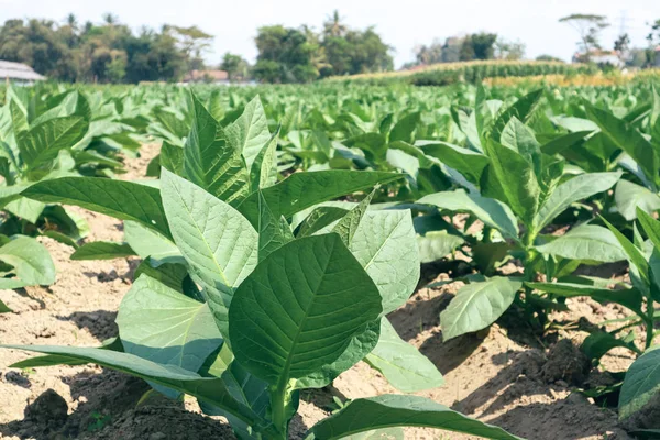 Young green tobacco plants in field at Indonesia