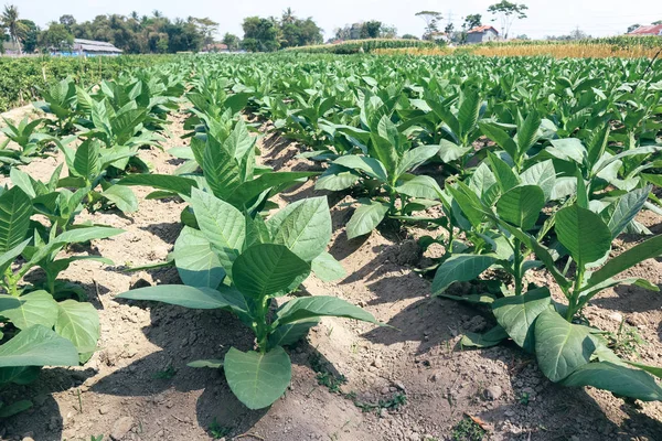 Young green tobacco plants in field at Indonesia