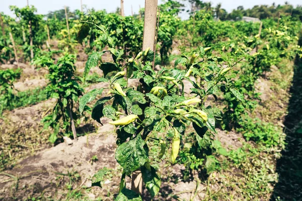 Organic chili peppers garden, safety food in Indonesia.