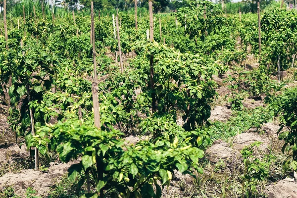 Organic chili peppers garden, safety food in Indonesia.