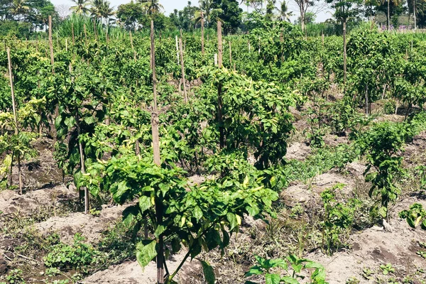 Biologische Chili Peppers Tuin Veiligheid Voedsel Indonesië — Stockfoto