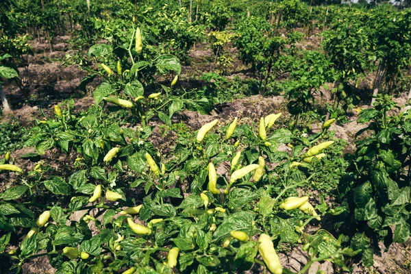 Organic chili peppers garden, safety food in Indonesia.