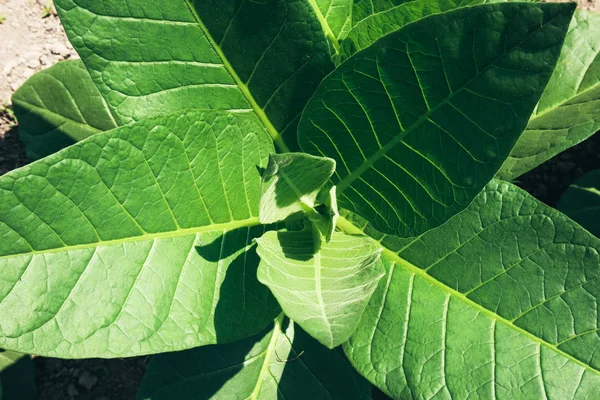 Endonezya'da tarlada genç yeşil tütün tesisleri