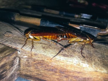 Ahşap masada çifte dönen iki böcek