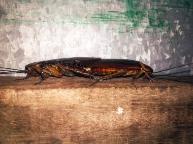 Ahşap masada çifte dönen iki böcek