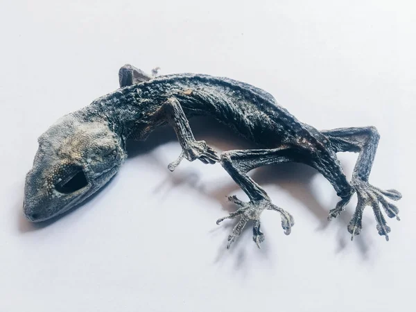 Lézard Séché Isolé Sur Fond Blanc — Photo