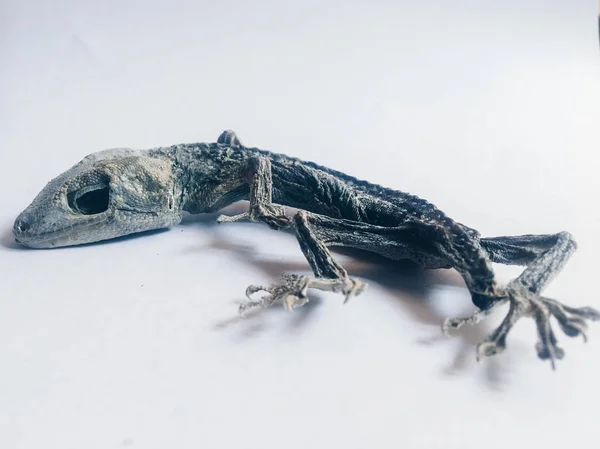 Getrocknete Eidechse Isoliert Auf Weißem Hintergrund — Stockfoto