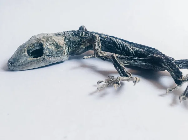 Lagarto Seco Isolado Sobre Fundo Branco — Fotografia de Stock