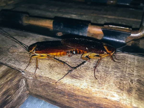 Two Beetles Mating Wooden Table — Stock Photo, Image