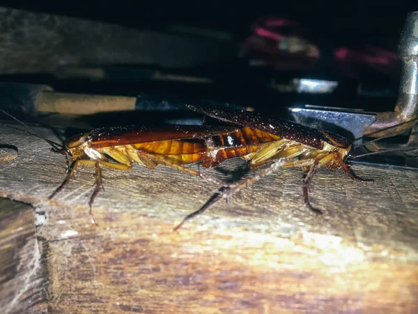 Deux Coléoptères Accouplent Sur Une Table Bois — Photo