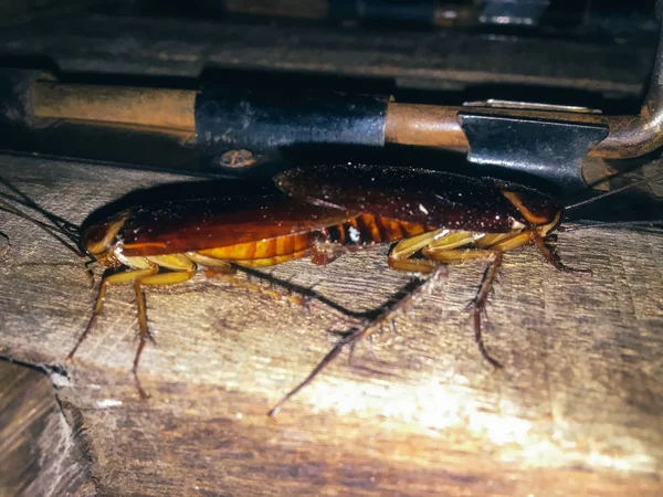 Deux Coléoptères Accouplent Sur Une Table Bois — Photo