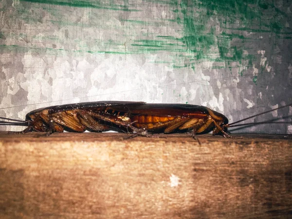 两只甲虫在木桌上交配 — 图库照片