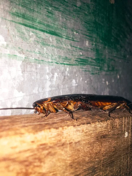 两只甲虫在木桌上交配 — 图库照片
