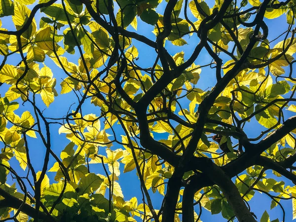 Jatuh Daun Pohon Kuning Taman — Stok Foto